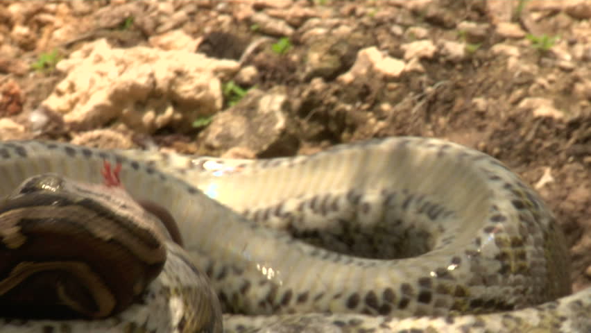 Python Eats Rat in Swamp