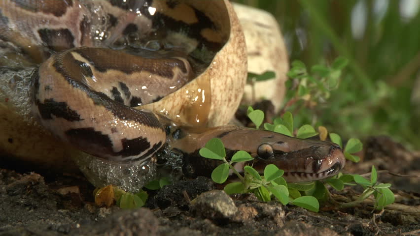 Pythons Hatching