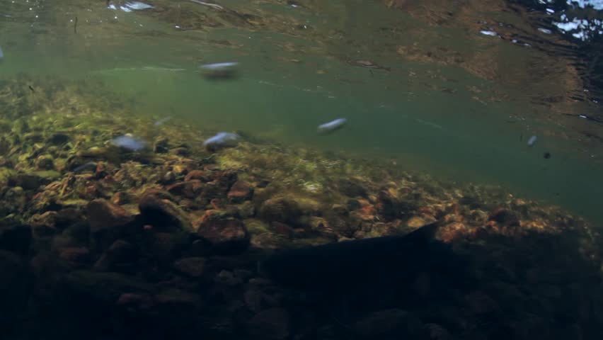 Underwater footage of an arctic char (Salvelinus alpinus) being released after capture, Greenland.