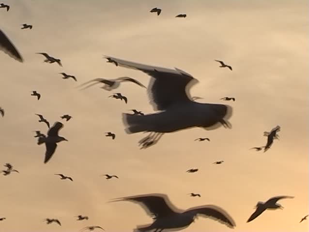 Seagull flight