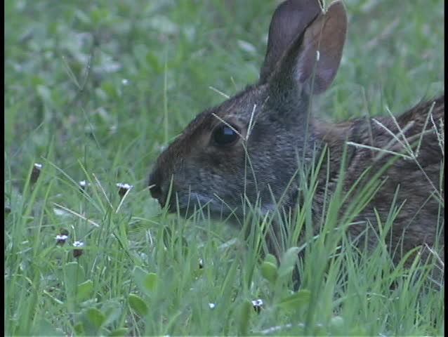 A black rabbit nibbles on grass as it lies in a field.