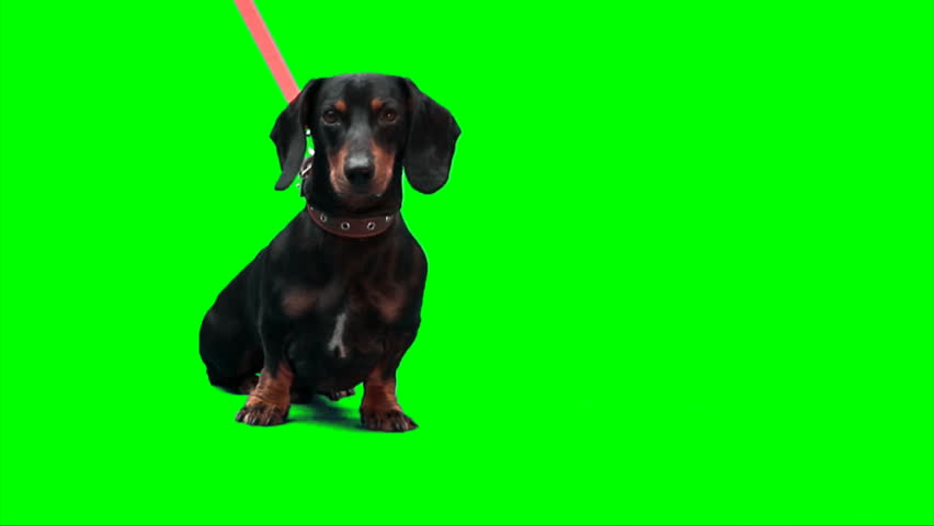 Black dachshund dog stands and catches some food, thrown to it