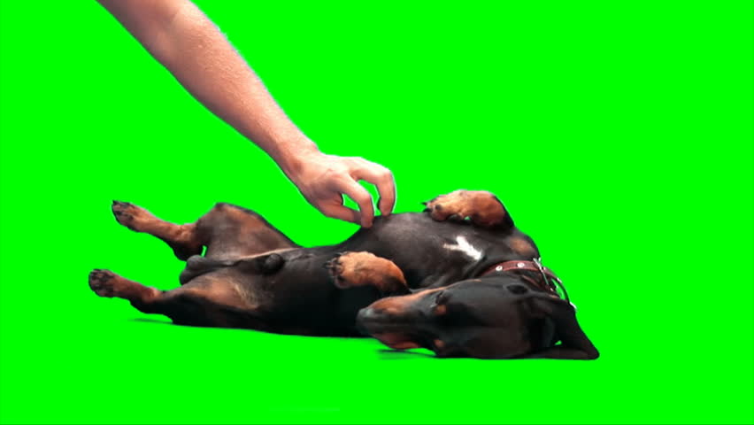 Black dachshund dog is scratched