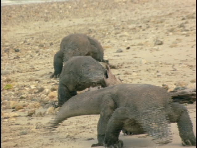 Komodo dragons walk across a beach.
