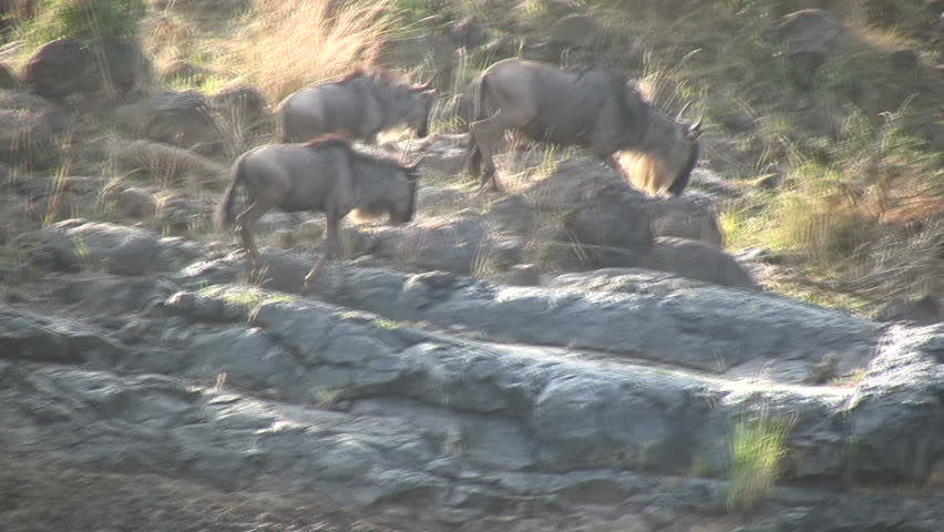 One wildebeest crossing a river.