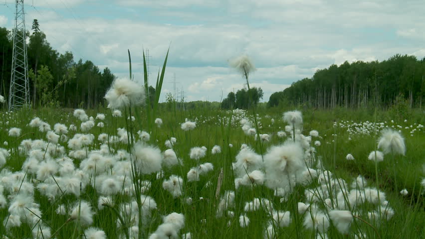 cotton grass in Siberia