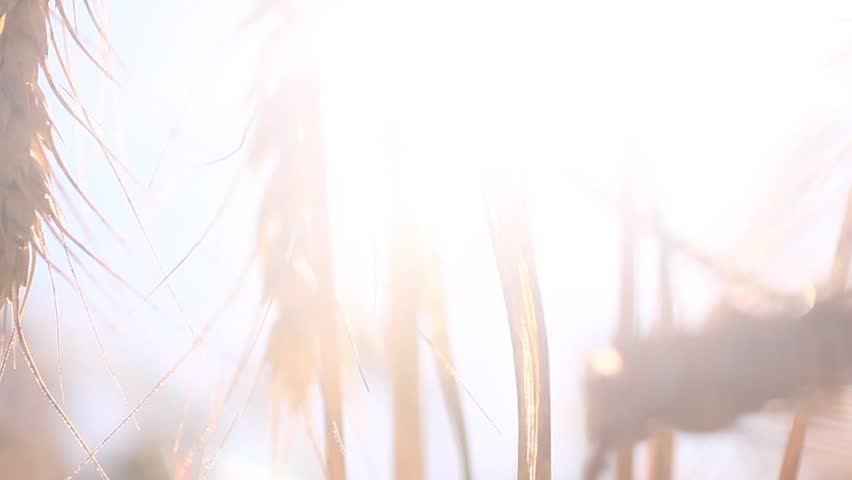 Wheat DOF free flowing shot, professionally recorded.