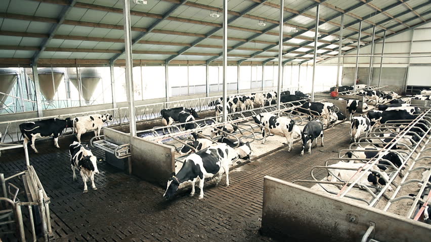 cow shed