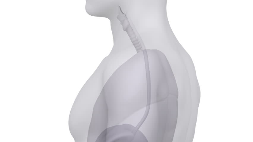 Male scan THYMUS anatomy in white loop