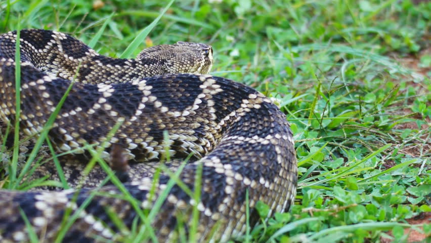 Eastern Diamondback Rattlesnake (Crotalus adamanteus) is a highly venomous snake of the south eastern United States.