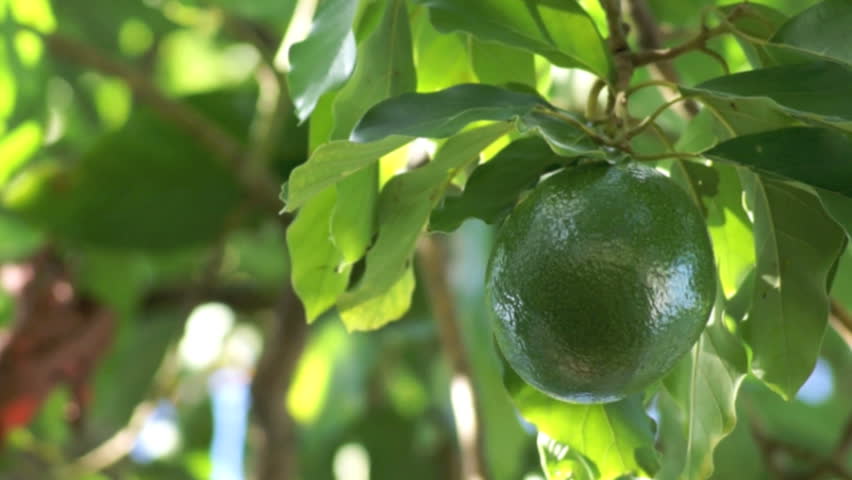 A large ripe green avocado is gently swaying in the breeze at the end of a branch on the tree on a sunny morning in florida.