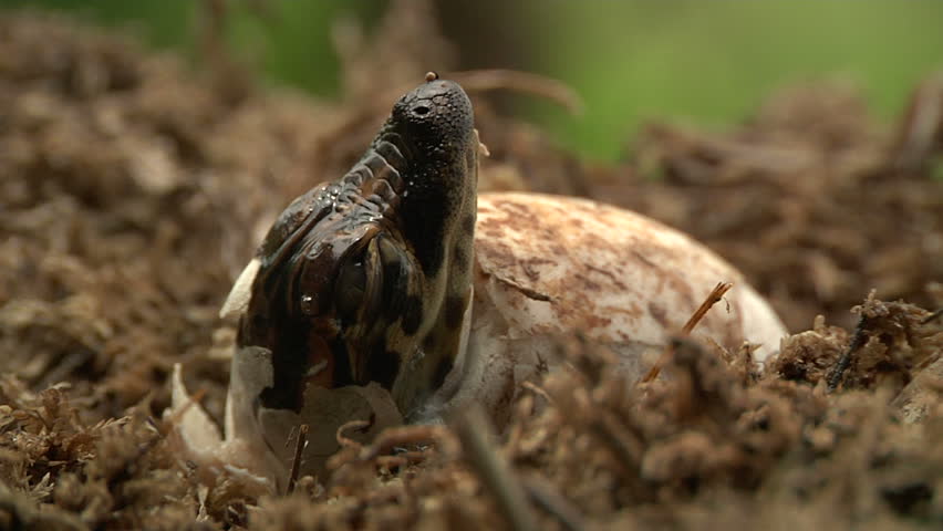 Alligator Eggs Hatch