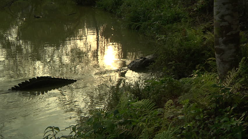 Aggressive alligator snaps jaw & thrashes tail