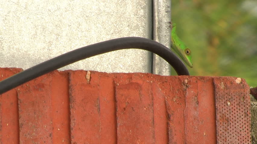 Lizard on side of building