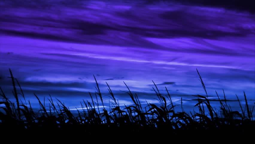 Corn (maize) is blowing in the breeze and silhouetted by a dramatic blue and violet purple evening sky with dark clouds.