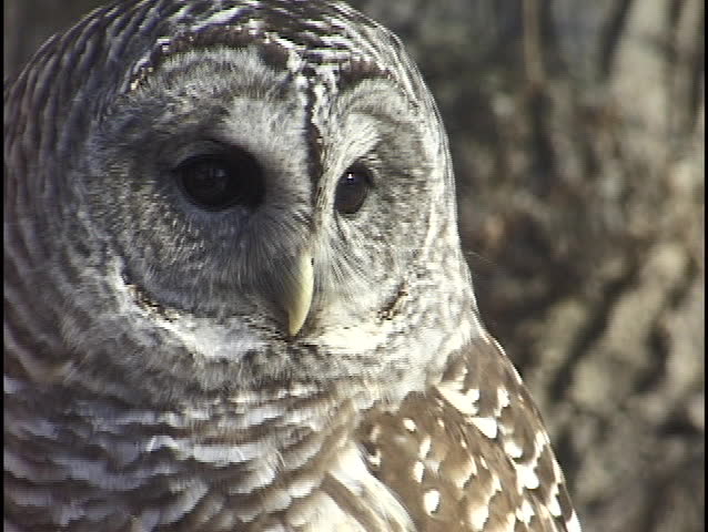 owl 2