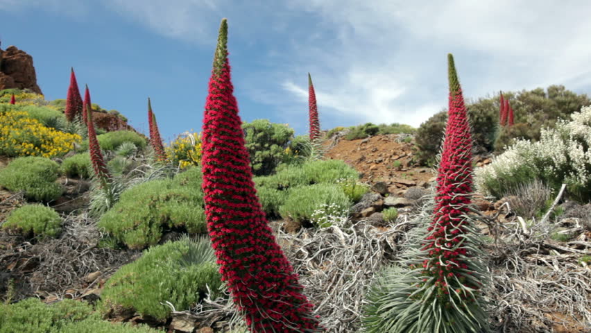 Tenerife, Teide nature scene with The endemic plant Bugloss