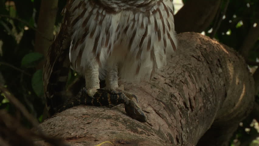 Owl nibbles on dead baby alligator then drops it