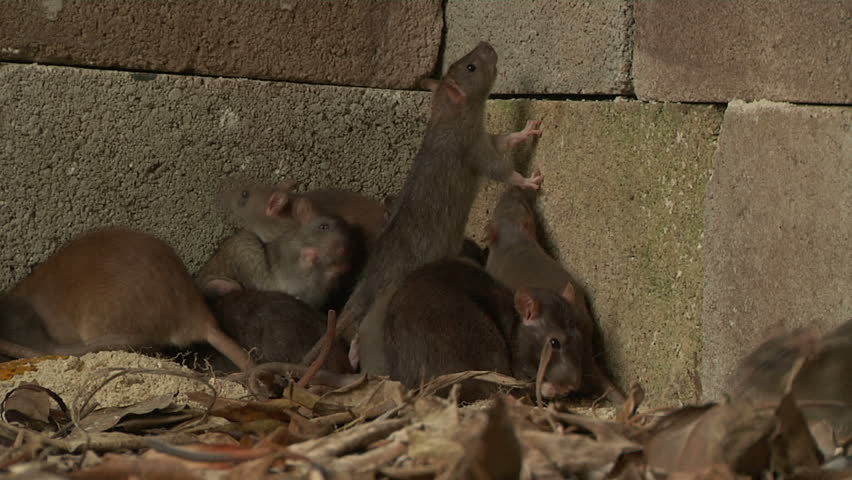 Static - Pack of rats trapped against concrete corner
