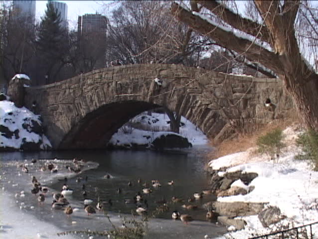 ducks on a frozen pond under a Central Park Bridge