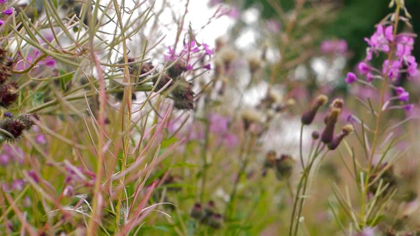 Fireweed (Willow-herb) flowers close-up hi-def video