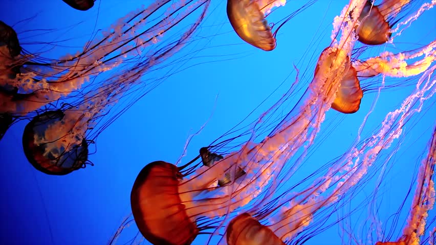 A Beautiful Group of Jellyfish (Chrysaora fuscescens) Float Through the Ocean