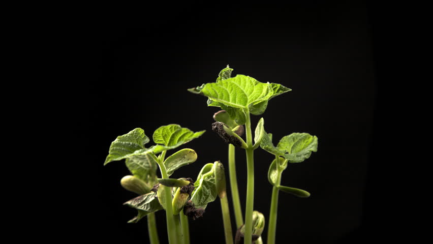 Time-lapse of growing haricot