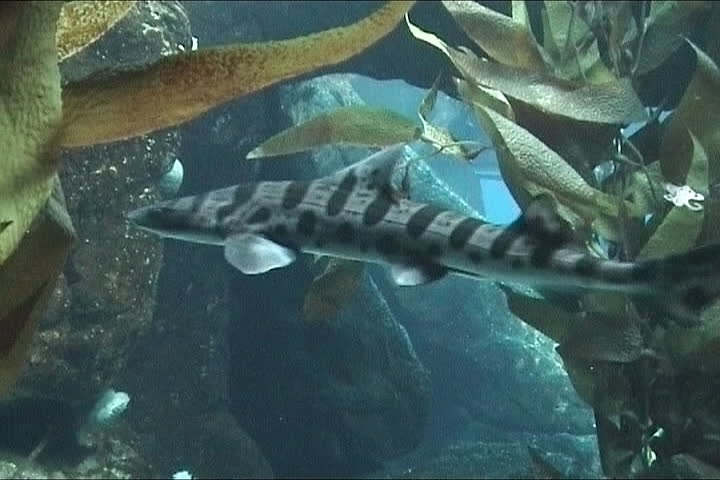 Close view of a reef spotted shark