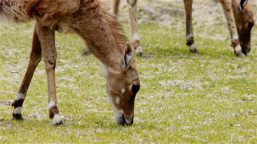 Antelopes Eating Grass