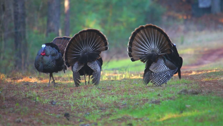 Wild Turkey (Meleagris gallopavo) Gobbler approaching to display to the female for the right to breed in the spring.