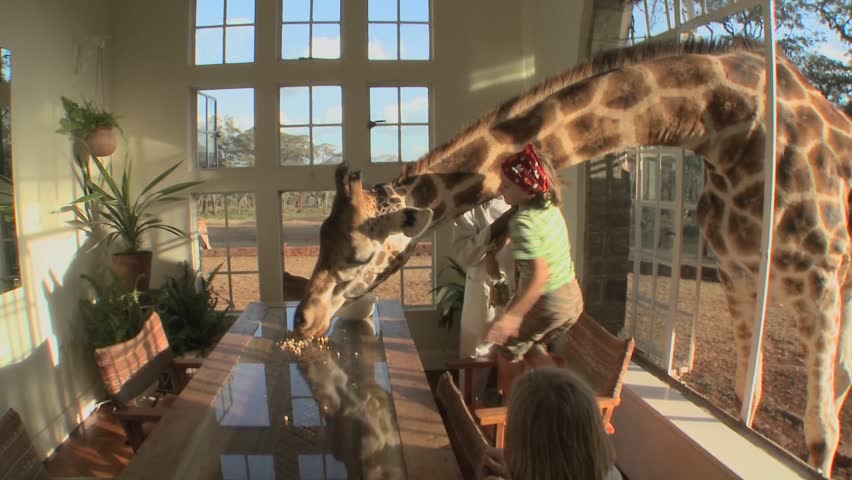 KENYA - CIRCA 2009:A giraffe sticks its head through the window of a mansion to get a free meal circa 2009 in Kenya.