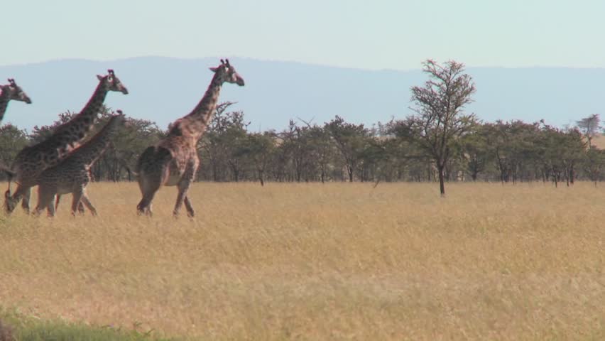 Giraffes walk across the plains of Africa.