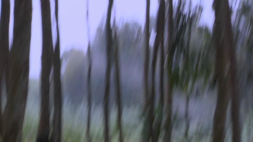 A male silverback gorilla walks with babies through the jungles of Rwanda.