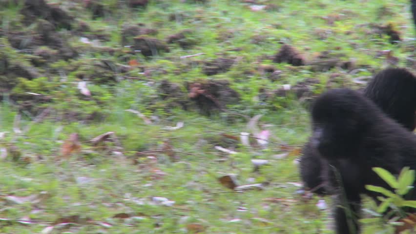A baby gorilla plays on the ground in Rwanda.