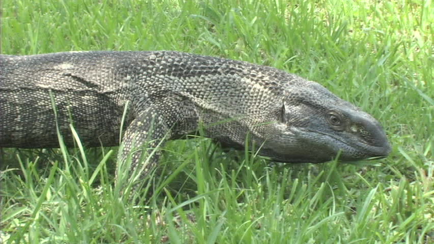 Black throat monitor walks around grassy area