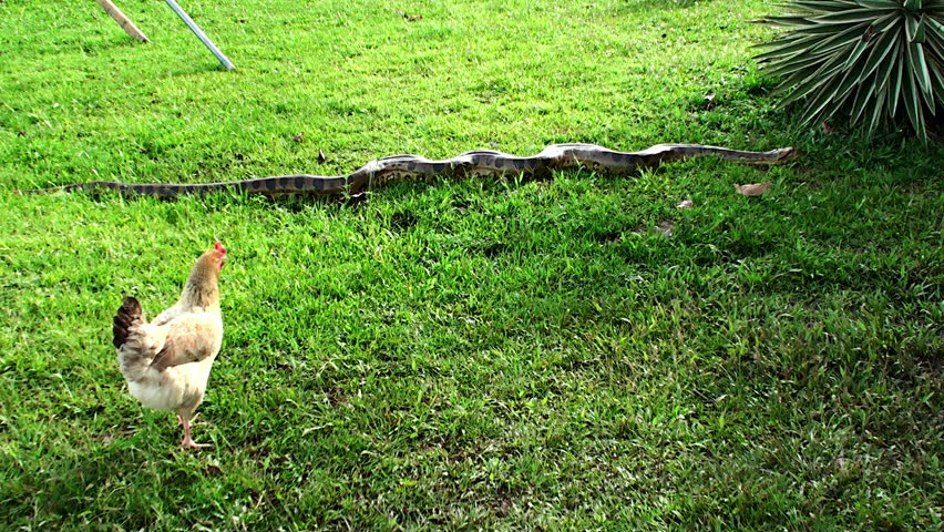 chicken and Anaconda 