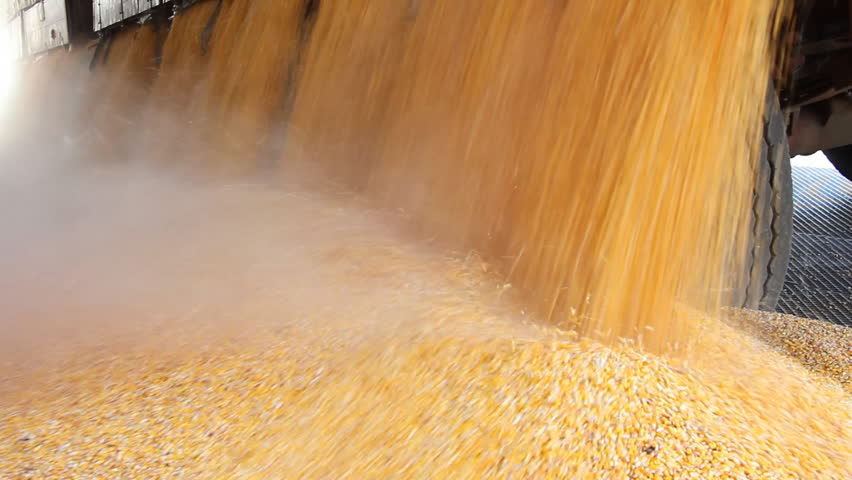 Loading Corn into the Silo