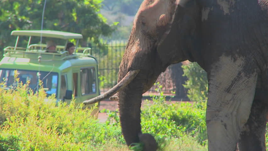 An elephant proudly eats grass while onlookers on safari take pictures.