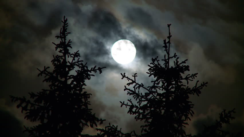 Full moon and pines at night