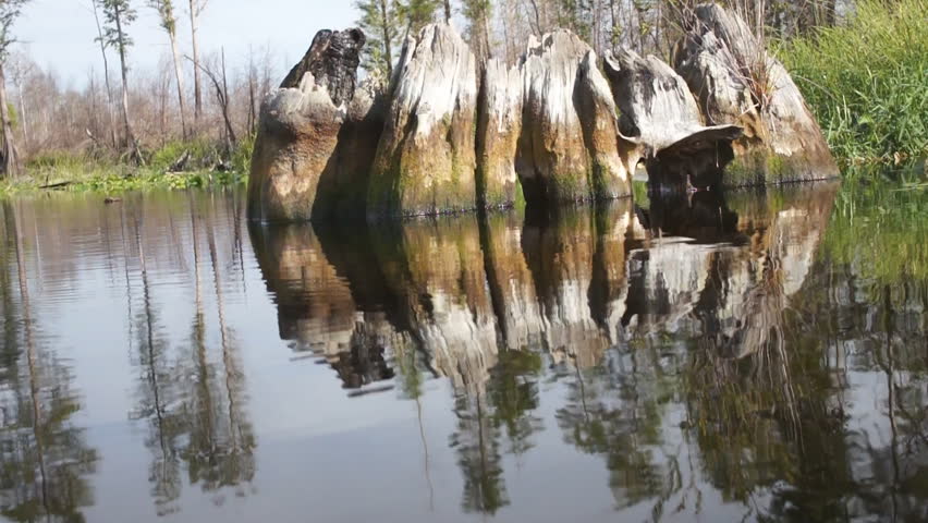 Cypress tree stump