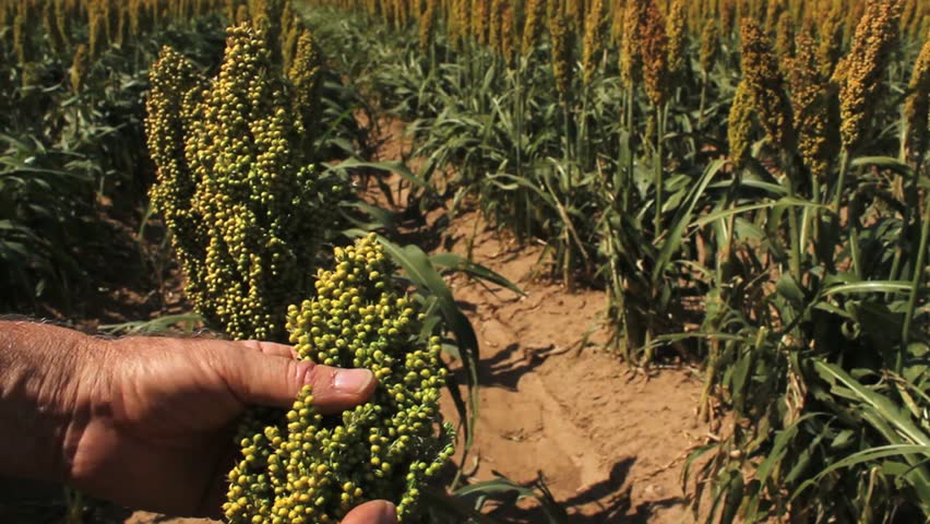 Hands inspect maturing sorghum plants ready for harvest. 1080p