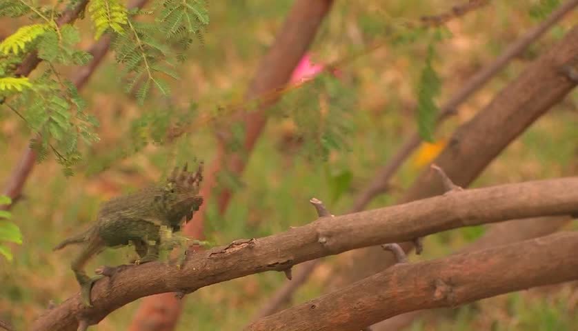 A three-horned chameleon slowly travels across a branch.