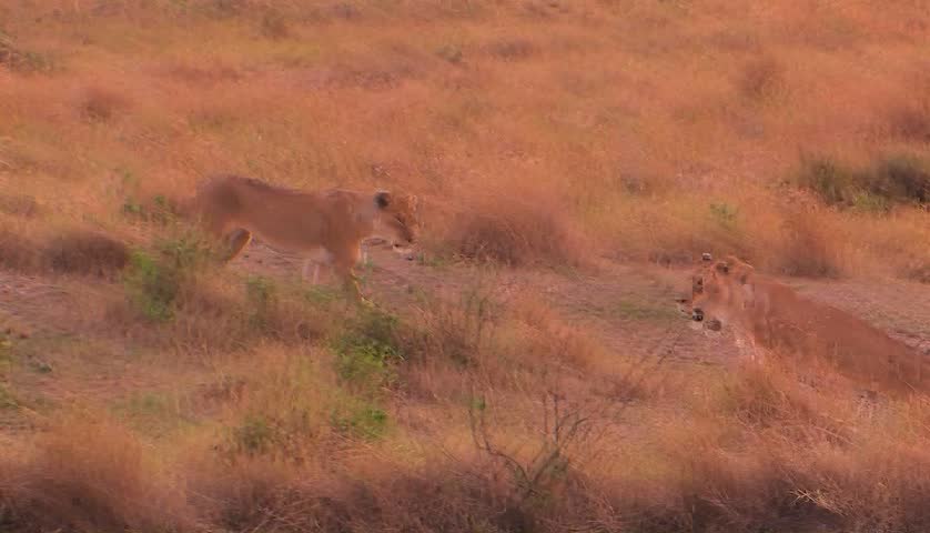 A lioness walks to the right and looks around with another lioness in a grassy field.