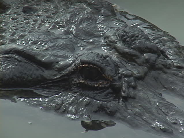 CU of Alligator eye submerging in the Everglades