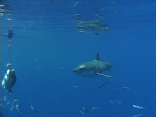 Great white shark eating a tuna head