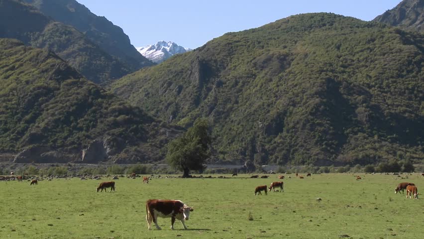 Dairy cattle in a pasture high in the Andes above Talca, Chile.