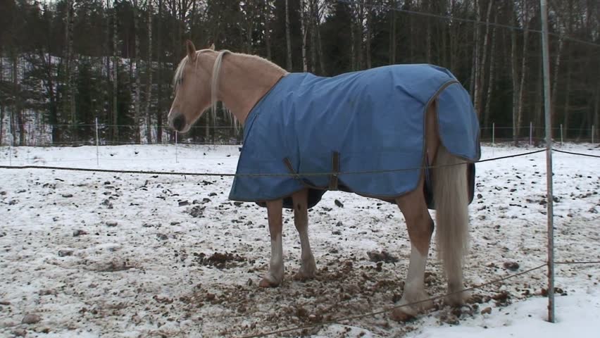 Horse covered with coat in a paddock