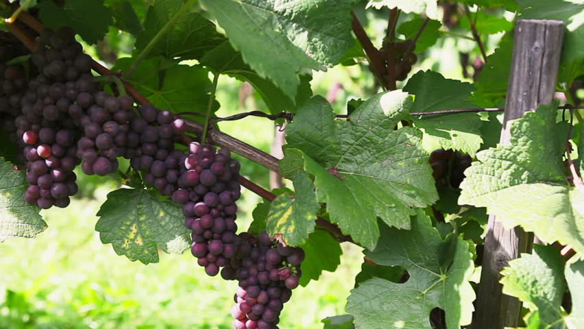 Pinot gris grapeyard in autumn in a vineyard in Middle Rhine, Germany