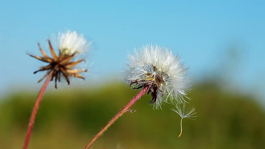 dandelion macro