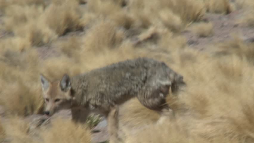 A desert fox in the altiplano above San Pedro de Atacama, Chile.